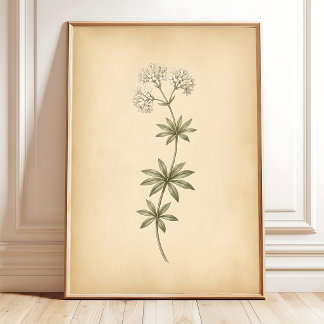 Vintage Woodruff Flower Framed Art Poster