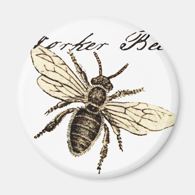 Vintage Worker Bee Insect Illustration Antique Magnet (Front)