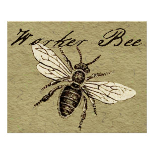 Vintage Worker Bee Insect Illustration Antique Poster