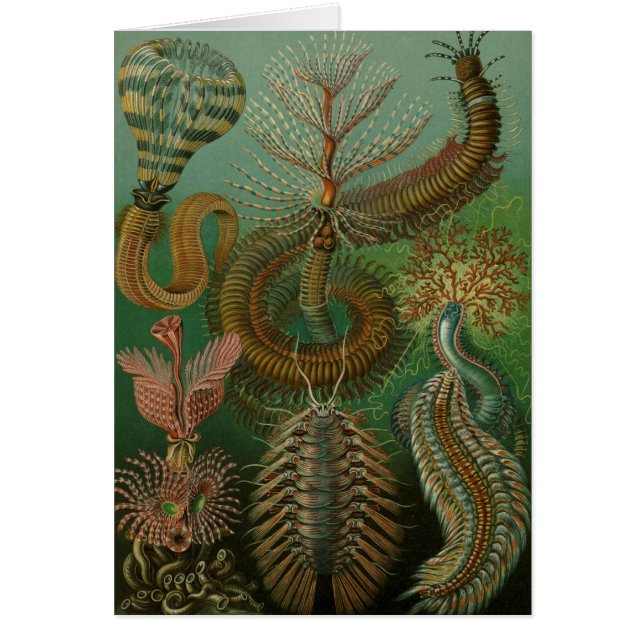 Vintage Worms Annelids Chaetopoda by Ernst Haeckel (Front)