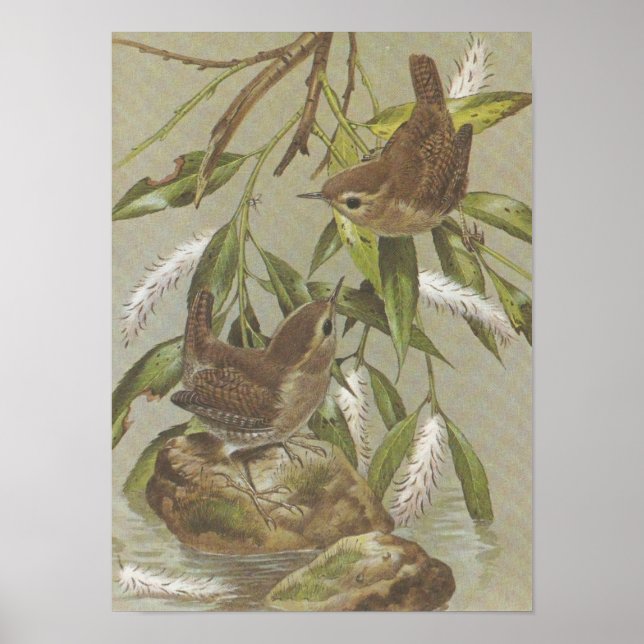 Vintage Wrens Poster (Front)