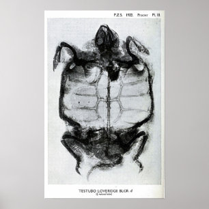 Vintage X-Ray of Turtle Poster