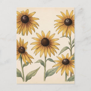 Vintage Yellow Black-Eyed Susan Botanical Postcard