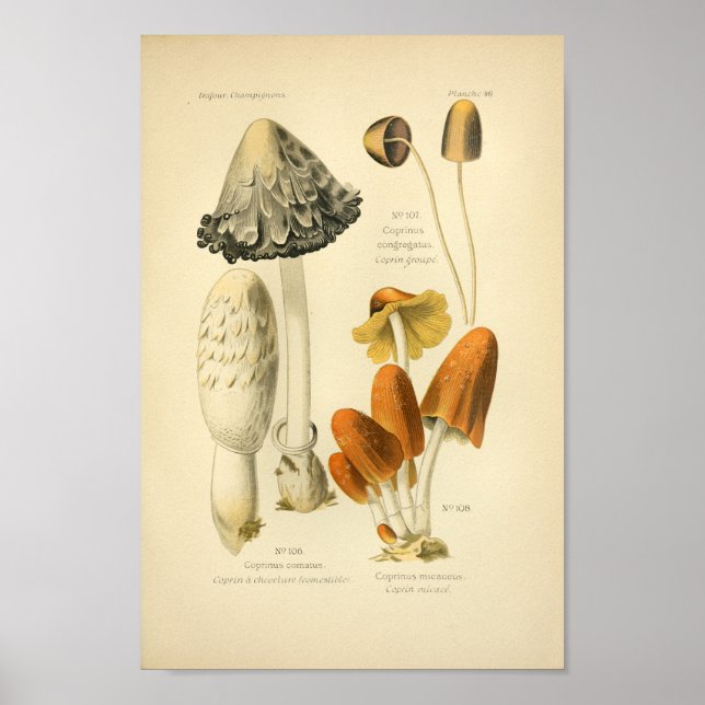 Vintage Yellow Brown Mushrooms Art Print French (Front)