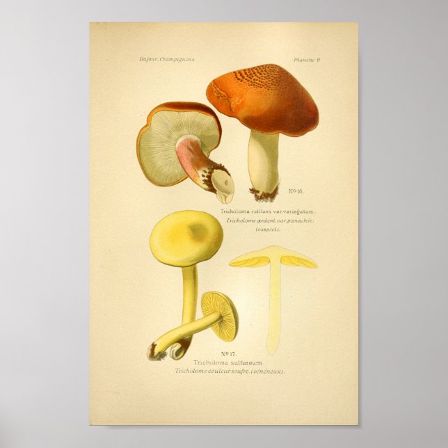 Vintage Yellow Brown Mushrooms Art Print French (Front)