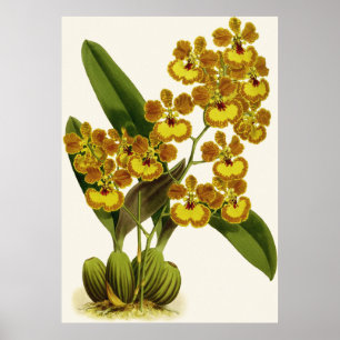 Vintage Yellow Oncidium Gardneri  Orchid Flower Poster