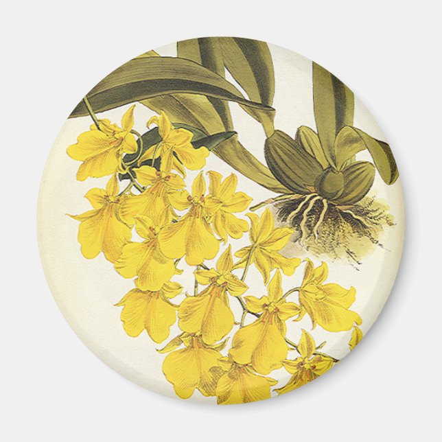 Vintage Yellow Oncidium Orchid, Tropical Flowers Magnet (Front)