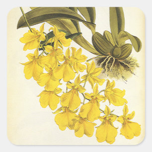Vintage Yellow Oncidium Orchid, Tropical Flowers Square Sticker