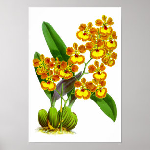 Vintage Yellow Orange Orchid Flower - Poster