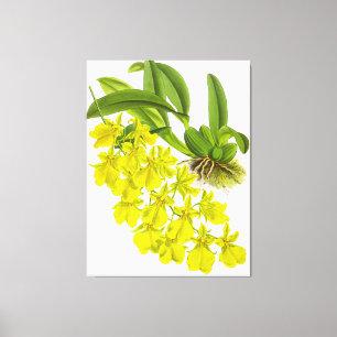 Vintage Yellow Orchid Flower Canvas Print