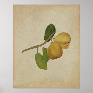 Vintage Yellow Pear Botanical Illustration Poster