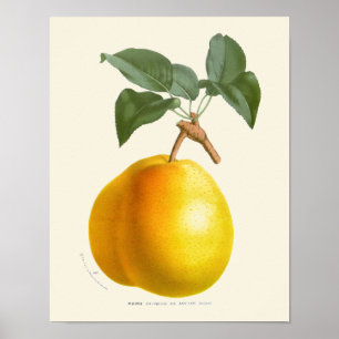 Vintage Yellow Pear Botanical Print