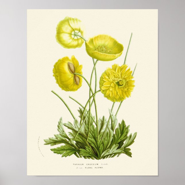 Vintage Yellow Poppy Botanical Print (Front)