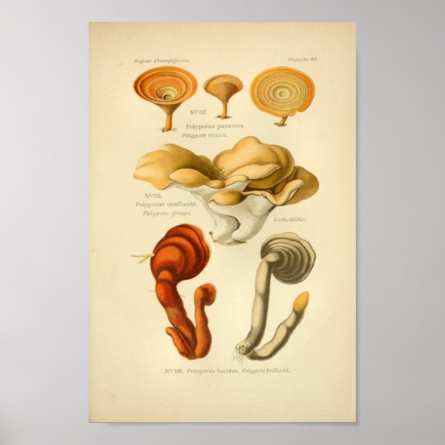 Vintage Yellow Red Mushrooms Art Print French (Front)