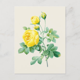 Vintage Yellow Rose Botanical Illustration Postcard