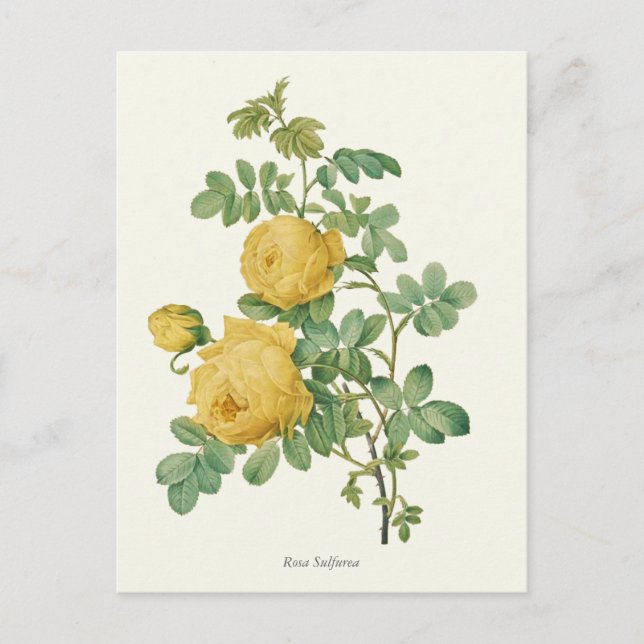 Vintage Yellow Rose Botanical Print Postcard (Front)