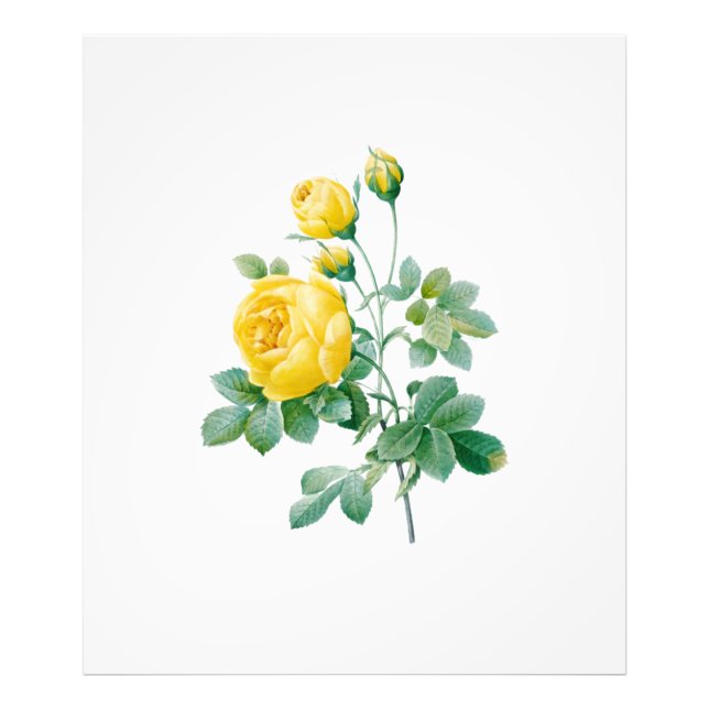 Vintage Yellow Rose Fine art Photo Print (Front)