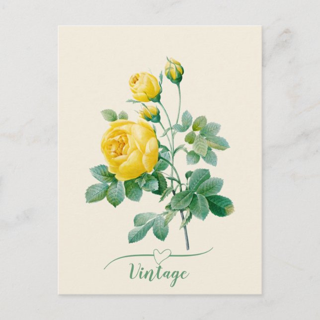 Vintage Yellow Rose Fine art  Postcard (Front)