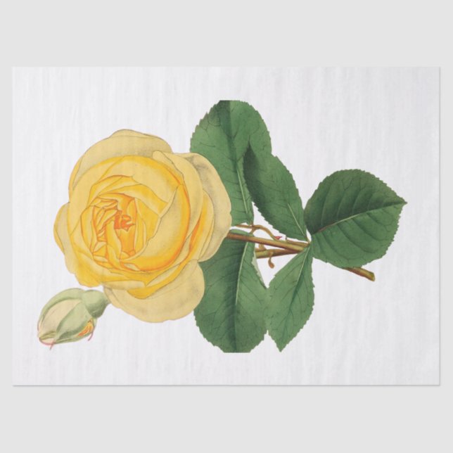 Vintage Yellow Rose Flower Tissue Paper (Front)