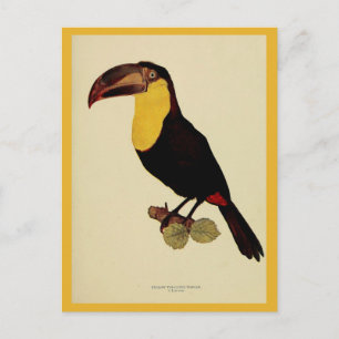 Vintage yellow throated toucan colour photo postcard