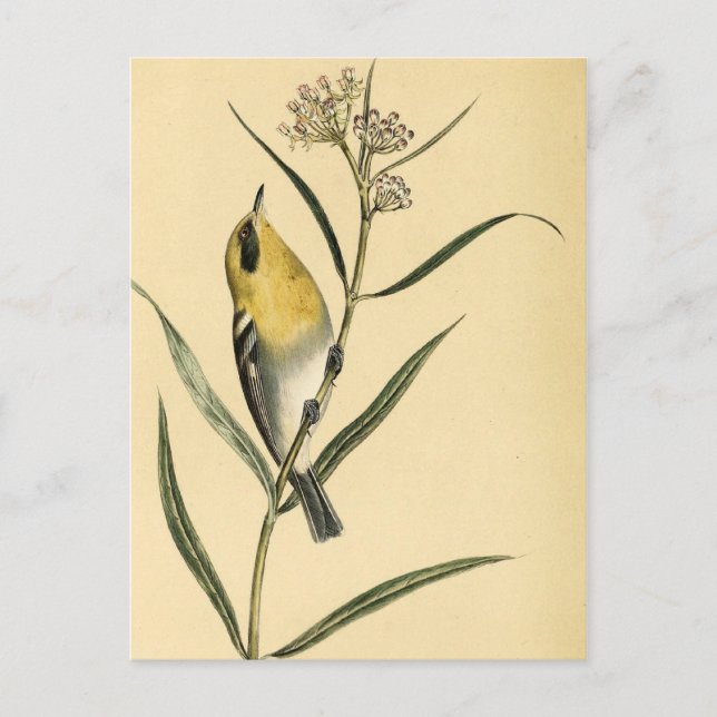 Vintage Yellow Warbler Bird Postcard (Front)