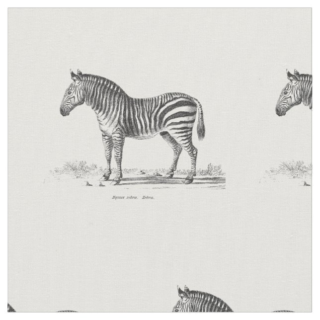 Vintage Zebra Fabric (Close Up)