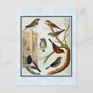 Vintage Zebra Finches Postcard