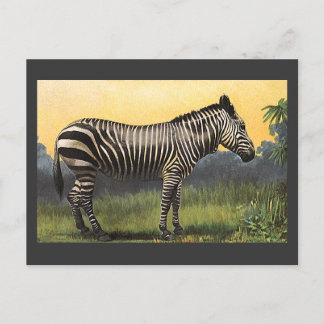 Vintage Zebra in the African Savannah, Wild Animal Postcard