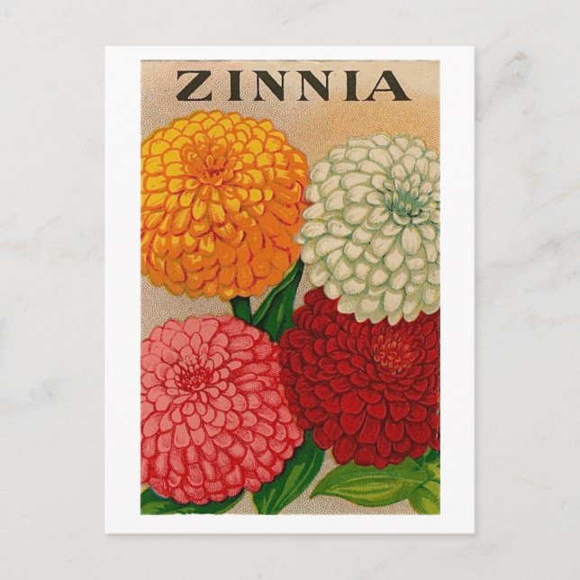 vintage zinnia seed packet postcard (Front)