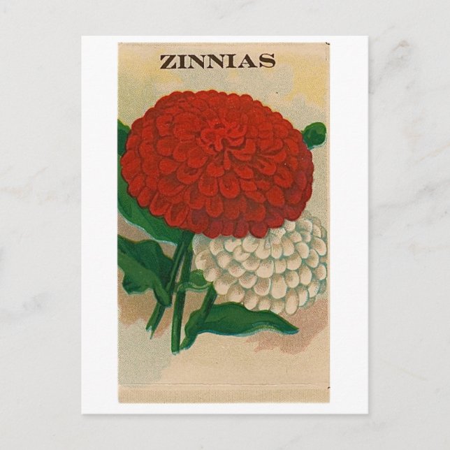 vintage zinnia seed packet postcard (Front)