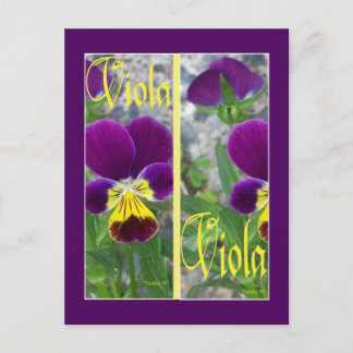VIOLA BOOKMARKS POSTCARD