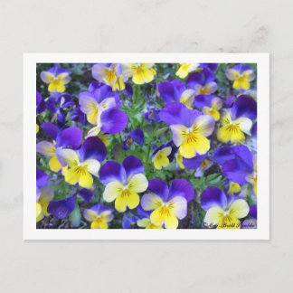 Viola cornuta postcard