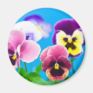 Viola flowers Magnet