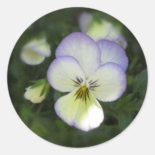 Viola Pansy ~ Lavender Cream Classic Round Sticker