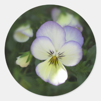 Viola Pansy ~ Lavender Cream Classic Round Sticker