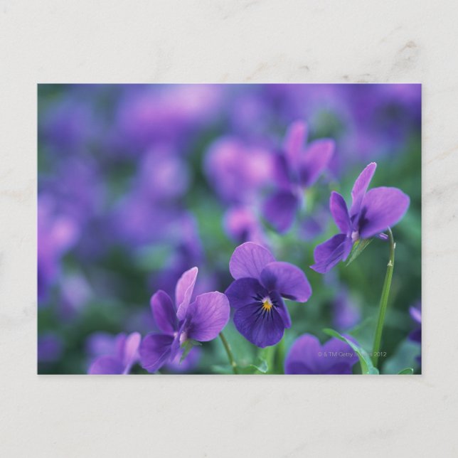 Viola Postcard (Front)