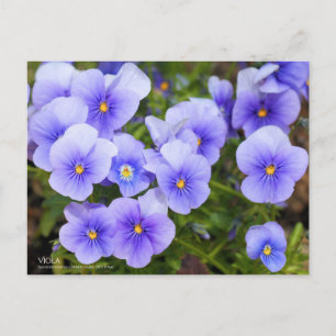 Viola:Postcard Postcard