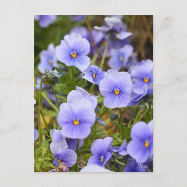 Viola [Postcard] Postcard (Front)