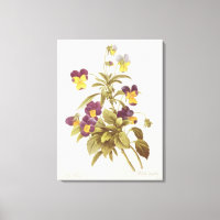 Viola Tricolour