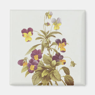 Viola Tricolour Magnet