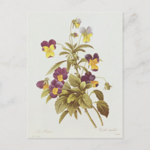 Viola Tricolour Postcard