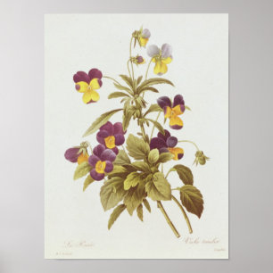 Viola Tricolour Poster