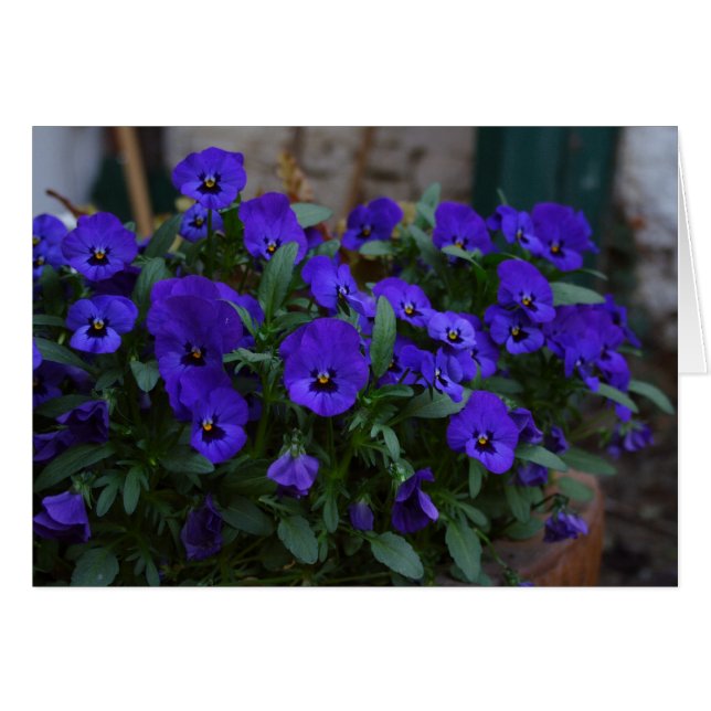 Viola wittrockiana (Front Horizontal)