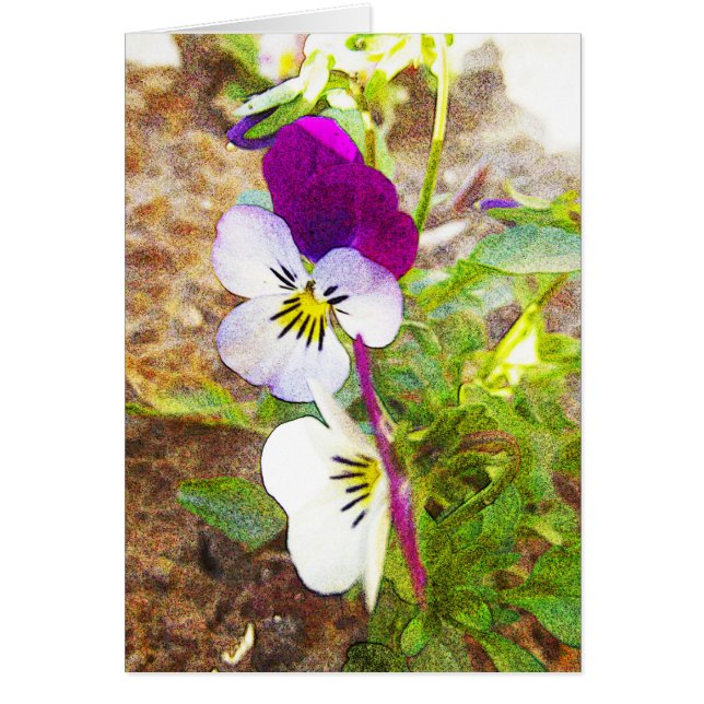 Violas (Front)