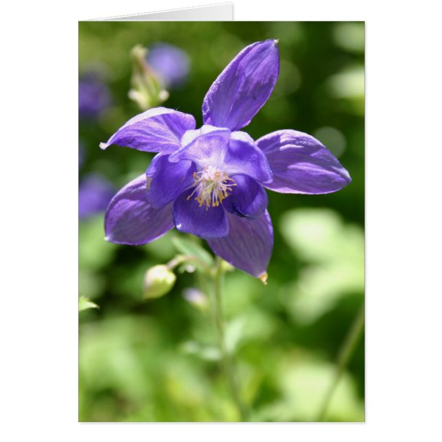 Violet (Front)