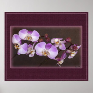 Violet and White Orchid Close Up Photograph Poster