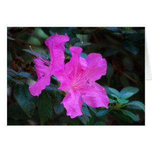 Violet Azaleas Card
