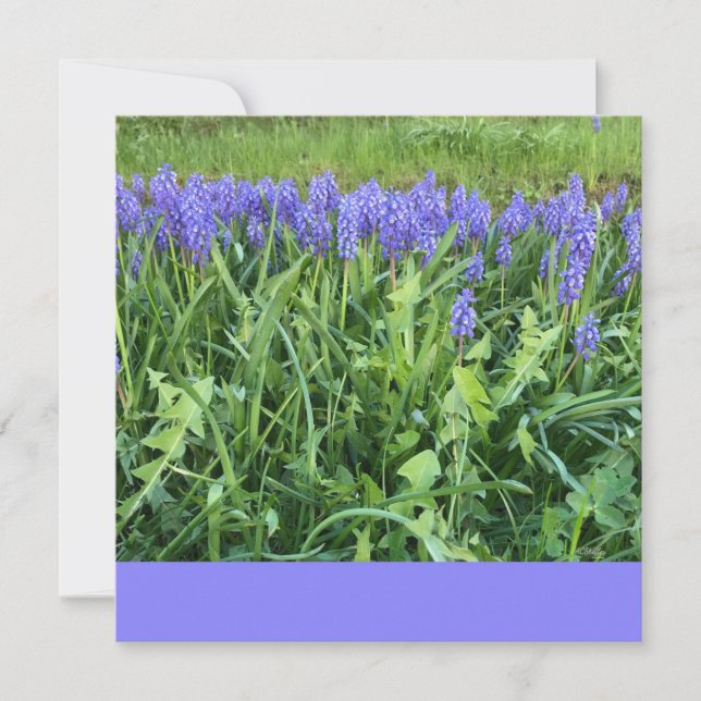 Violet Bluebells Photography - Herschberg, Germany Card (Front)