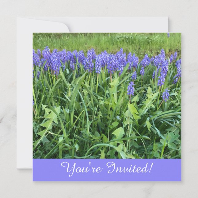 Violet Bluebells Photography Note Card (Front)