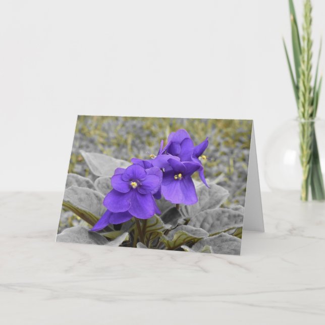 Violet, card (Front)